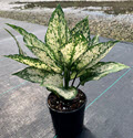 5" Aglaonema Spring Snow